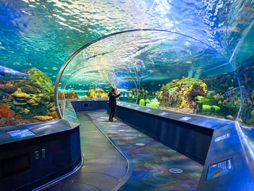 CN Tower × Ripley’s Aquarium城市探索日 · 原文配图
